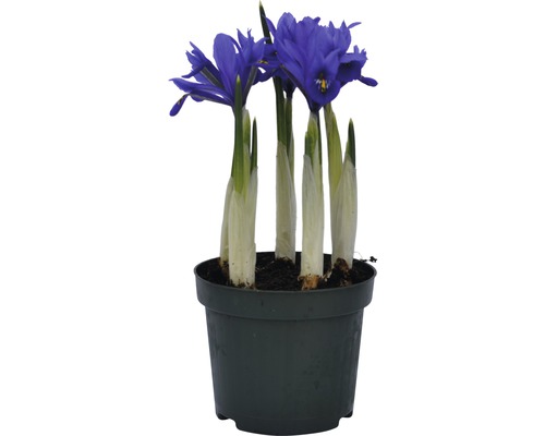 Iris într-un ghiveci