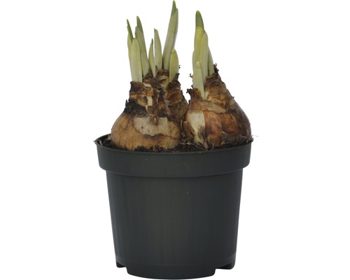 Bulbi de narcise într-un ghiveci