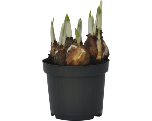 Bulbi de flori într-un ghiveci negru