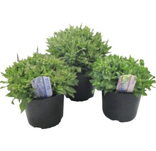 Trei plante de salvie în ghivece.