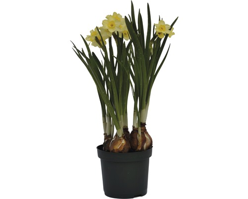 Narcise FloraSelf Narcissus pseudonarcissus 'Minnow' ghiveci Ø 9 cm