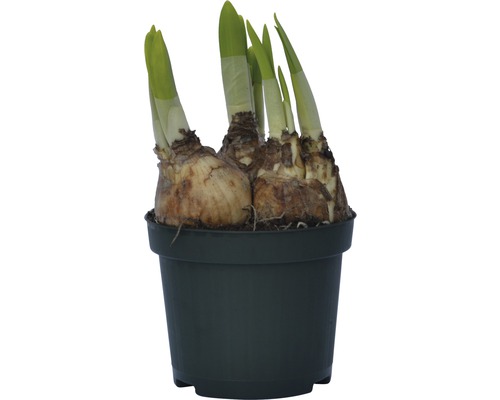 Bulbi de narcise într-un ghiveci