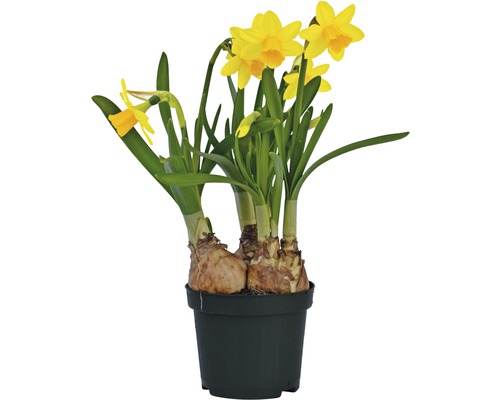 Narcise FloraSelf Narcissus pseudonarcissus 'Tete a Tete' ghiveci Ø 9 cm