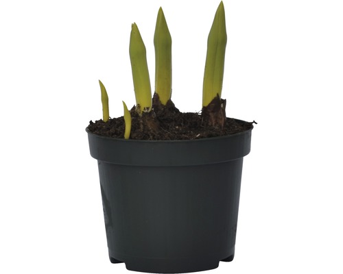 Plantă tânără în ghiveci cu lăstari proaspeți