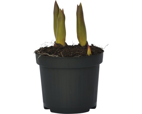 Plantă Hosta într-un ghiveci