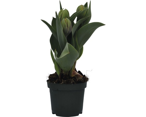 Lalele într-un ghiveci