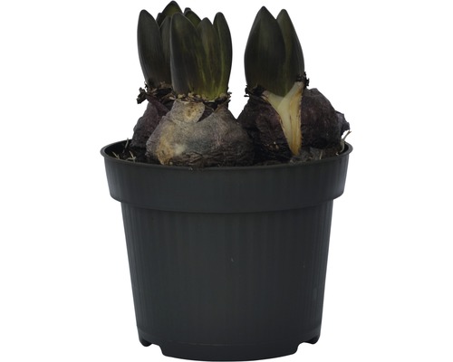 Bulbi de zambile într-un ghiveci