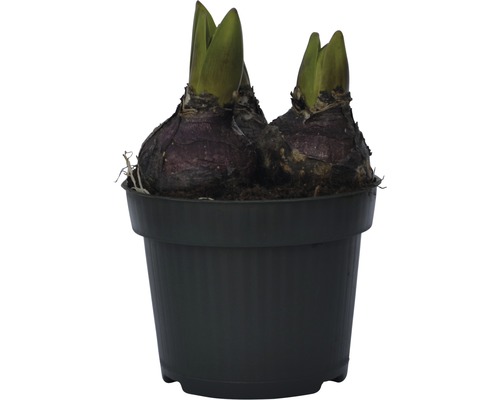 Doi bulbi de amaryllis într-un ghiveci