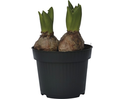 Doi bulbi de flori într-un ghiveci negru