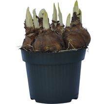 Bulbi de flori într-un ghiveci
