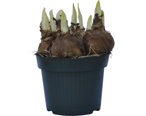 Bulbi de flori într-un ghiveci