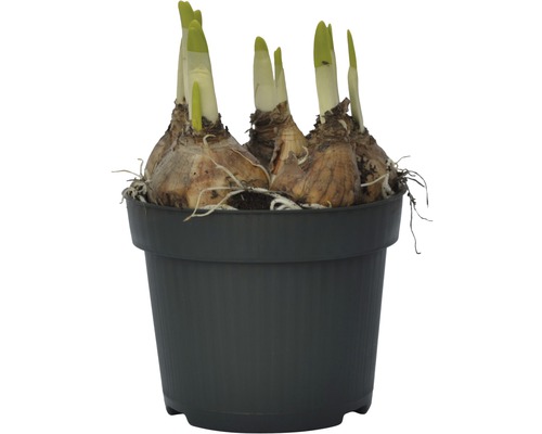 Bulbi de flori într-un ghiveci cu lăstari