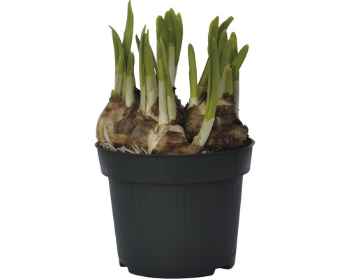 Narcise în ghiveci cu lăstari verzi