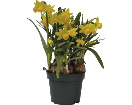 Narcise FloraSelf Narcissus pseudonarcissus 'Tete a Tete' ghiveci Ø 12 cm