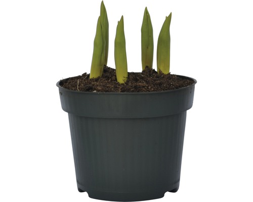 Plante tinere într-un ghiveci