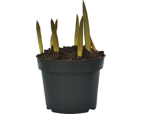 Bulbi de gladiole într-un ghiveci cu pământ