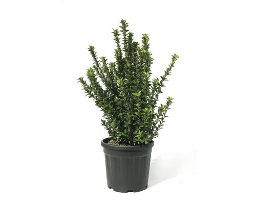 Arbore veșnic verde FloraSelf Eunonymus japonicus 'Green Spire' H 60 cm Co 9 L Buxus în ghiveci pentru grădină