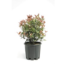Photinia într-un ghiveci