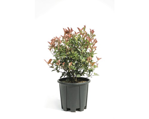 Photinia într-un ghiveci