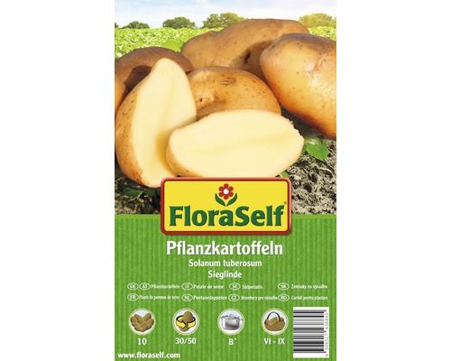 FloraSelf sămânță cartof 'Sieglinde' 10 buc.