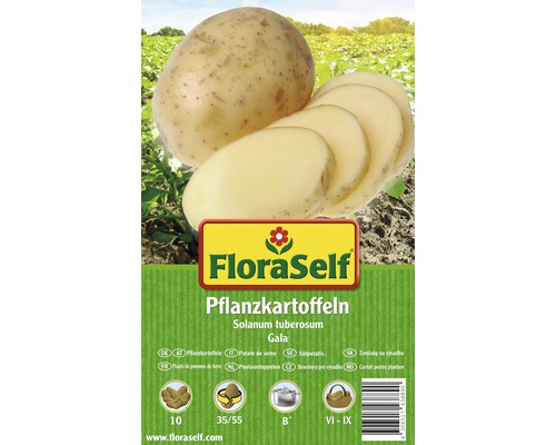 FloraSelf sămânță cartof 'Gala', 10 buc.