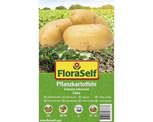 FloraSelf sămânță cartof 'Cilena', 10 buc.
