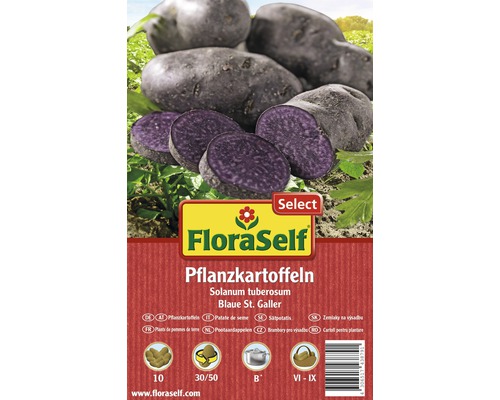 FloraSelf Select sămânță cartof 'Blaue St. Galler', 10 buc.