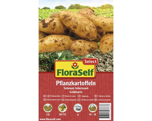 FloraSelf Select sămânță cartof 'Goldmarie', 10 buc.
