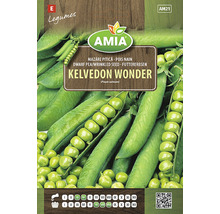 Plicule cu semințe de mazăre pitică Kelvedon Wonder