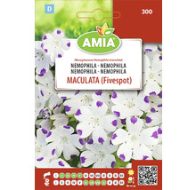 Pachet de semințe de flori AMIA Nemophila Maculata Fivespot