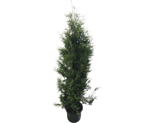 Thuja Occidentalis Brabant/ Conifer, H 150-175 cm, Co 12 l