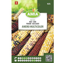 Semințe de porumb Amia Amero Multicolor