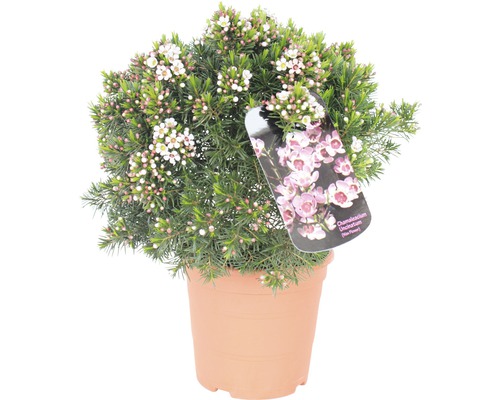Floare de ceară FloraSelf Chamelaucium uncinatum ghiveci Ø 17 cm