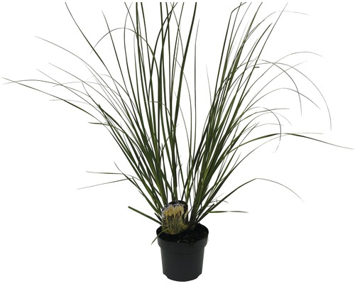 Iarbă de sânge japoneză în ghiveci