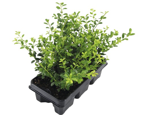 Buxus în recipient de creștere