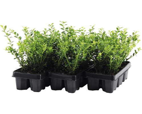 Răsaduri de buxus în tava de propagare