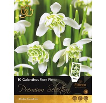 Pachet de 10 Galanthus Flore Pleno, ghiocel dublu
