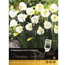 Pachet cu șase narcise de tip White Petticoat