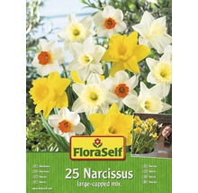 FloraSelf Amestec Bulbi Narcise, 25 buc.-thumb-0 FloraSelf Amestec Bulbi Narcise, 25 buc.-thumb-0
