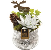Plantă decorativă de interior cu figurină de elan și con de brad în ghiveci