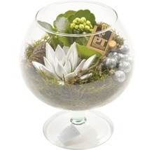 Bol decorativ pentru plante cu suculente și mușchi într-un pahar pe picior