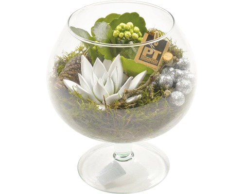 FloraSelf Aranjament plante suculente în sticlă H 20-30 cm Ø 17 cm