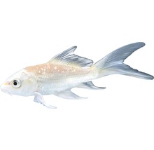Crap Koi alb