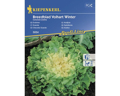 Semințe de legume Kiepenkerl, Andive Breedblad