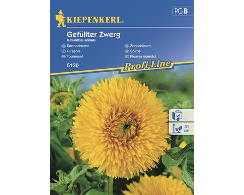Semințe de floarea-soarelui pitică Kiepenkerl