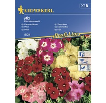 Semințe de flori Kiepenkerl mix Phlox "Brumărele"-thumb-0
