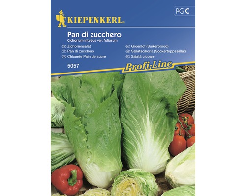 Semințe de salată de cicoare Pan Di Zucchero Kiepenkerl