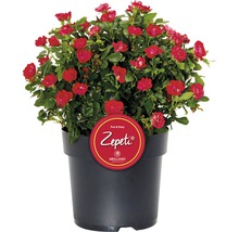 Trandafir FloraSelf Rose 'Zepeti' ® H 30-40 cm Co 6 L-thumb-1