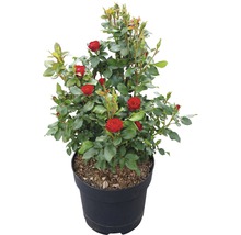 Trandafir FloraSelf Rose 'Zepeti' ® H 30-40 cm Co 6 L-thumb-0