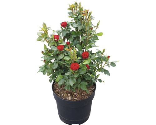Trandafir FloraSelf Rose 'Zepeti' ® H 30-40 cm Co 6 L-0